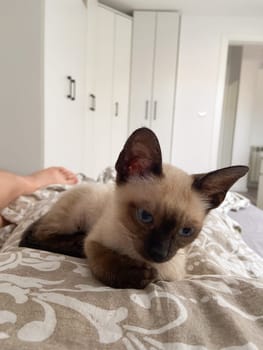 Cozy siamese kitten nestles into soft beige bedding on a neatly made bed. Pillows and blankets provide a serene and tranquil atmosphere perfect for a peaceful sleep. Pet care and domestic cat concept.