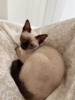 Cozy siamese cat nestles into soft gray bedding on a neatly made bed. Pillows and blankets provide a serene and tranquil atmosphere perfect for a peaceful sleep. Pet care and domestic cat concept.