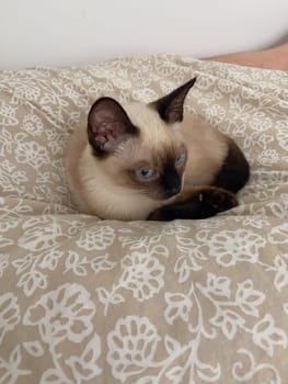Cozy siamese kitten nestles into soft beige bedding on a neatly made bed. Pillows and blankets provide a serene and tranquil atmosphere perfect for a peaceful sleep. Pet care and domestic cat concept.