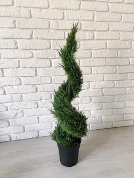 Beautiful twisted evergreen plant stands in a decorative pot against a textured white brick wall, adding a touch of nature to indoor setting. Intricate spiral shape of foliage creates a harmonious blend of natural beauty and artistic design.