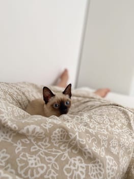 Cozy siamese kitten nestles into soft beige bedding on a neatly made bed. Pillows and blankets provide a serene and tranquil atmosphere perfect for a peaceful sleep. Pet care and domestic cat concept.