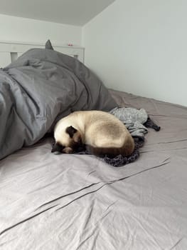 Cozy siamese cat nestles into soft gray bedding on a neatly made bed. Pillows and blankets provide a serene and tranquil atmosphere perfect for a peaceful sleep. Pet care and domestic cat concept.
