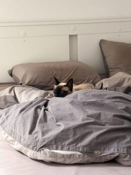 Cozy siamese cat nestles into soft gray bedding on a neatly made bed. Pillows and blankets provide a serene and tranquil atmosphere perfect for a peaceful sleep. Pet care and domestic cat concept.