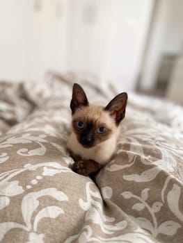 Cozy siamese kitten nestles into soft beige bedding on a neatly made bed. Pillows and blankets provide a serene and tranquil atmosphere perfect for a peaceful sleep. Pet care and domestic cat concept.