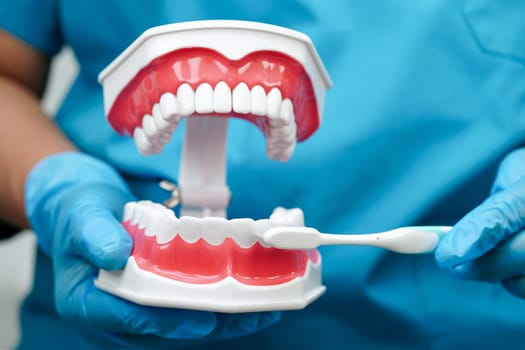 Doctor clean teeth denture with toothbrush for teach patient and dentist studying about dentistry.