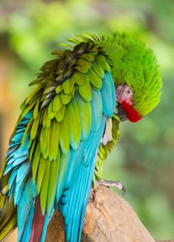 Military macaw (Ara militaris) grooming itself and observing. Photography taken in zoo