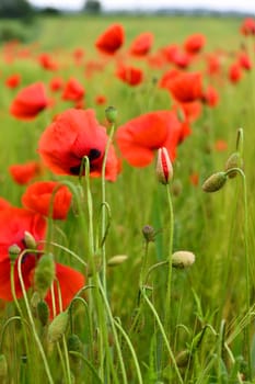 bright poppies in a grain field