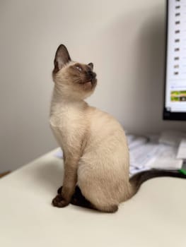 Cute kitten siamese cat at home. Pet concept.