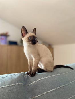 Cute kitten siamese cat at home. Pet concept.