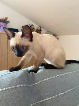 Cute kitten siamese cat at home. Pet concept.