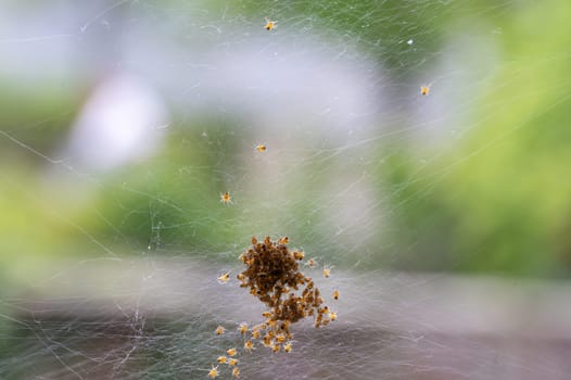 Many newly hatched spider babies in the web against a green background