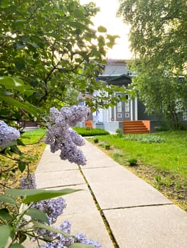 Beautiful lilac flowers ,Purple lilac flowers on the bush,summer time background