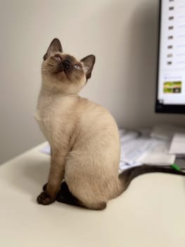 Cute kitten siamese cat at home. Pet concept.