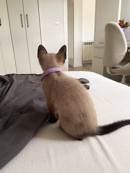 Cute kitten siamese cat at home. Pet concept.