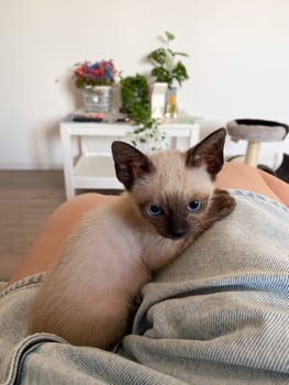 Cute kitten siamese cat at home. Pet concept.