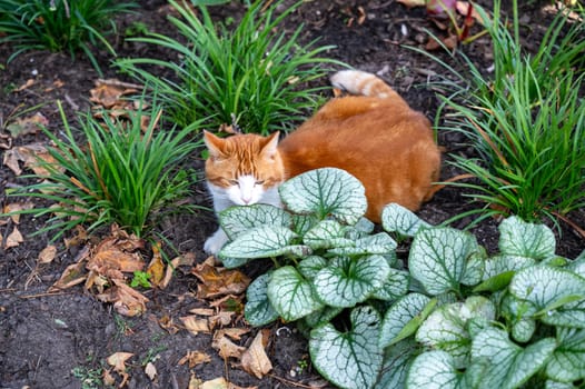 A red and white cat lies in the garden