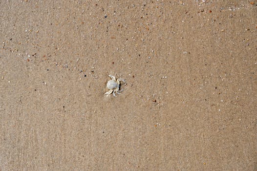 Dead crab washed up on the sandy beach