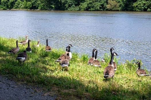 Many Canada geese ( Branta canadensis ) in the green grass in the wild, on the bank of a river