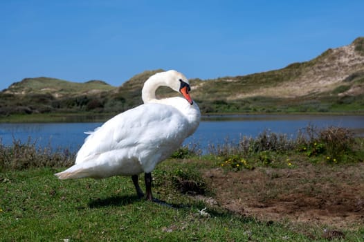 A white swan (Cygnus) stands on the shore of a small lake in a dune landscape in a nature reserve near Egmond aan Zee in the Netherlands