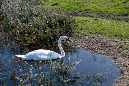 A white swan ( Cygnus ) swims in the water of a small lake in a dune landscape in a nature reserve near Egmond aan Zee in the Netherlands