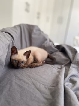Cute kitten siamese cat at home. Pet concept.