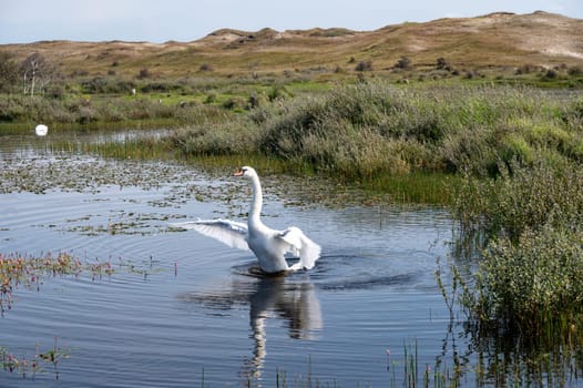 A white swan flaps its wings in the water on the shore of a small lake in a dune landscape in a nature reserve near Egmond aan Zee in the Netherlands