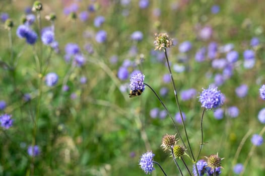 A bee   (  Apoidea  )  on a flower  in green nature with copy space
