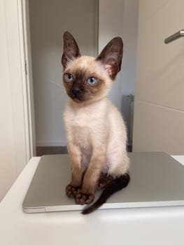 Cute kitten siamese cat at home. Pet concept.