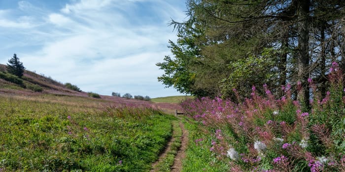 Blooming willowherb (Epilobium angustifolium) on a meadow, next to a footpath with trees and blue sky, a bench at the end of the path