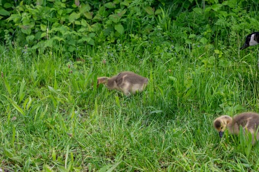 Chicks of Canada geese ( Branta canadensis ) in green grass in the wild