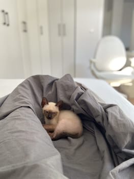 Cute kitten siamese cat at home. Pet concept.