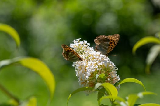 Butterfly "Emperor Mantle"" (Argynnis paphia) on white buddleia in green nature"