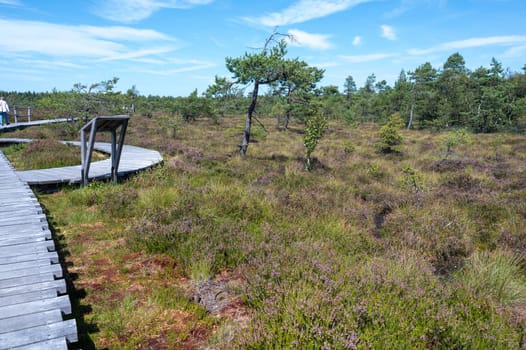 Black moor in the Rhoen, Bavaria, Germany, in summer  with Heather and  a new moor path