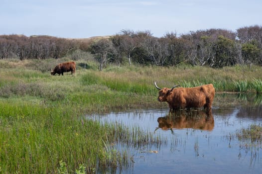 Scottish Highland cattle stand in and on the water on the shore of a small lake in the dune hinterland in a nature reserve near Egmond aan Zee in the Netherlands