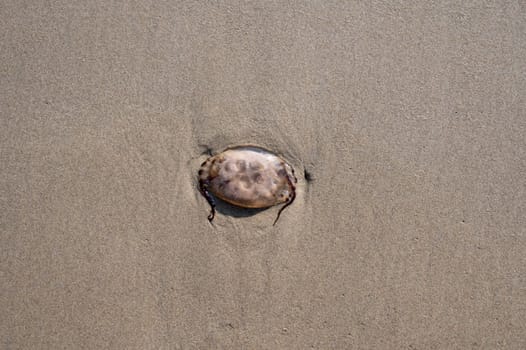 A jellyfish washed up on the sandy shore in the north of the Netherlands