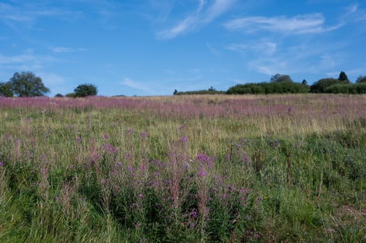 Blooming willowherb (Epilobium angustifolium) on a green meadow with blue sky and  trees in the background