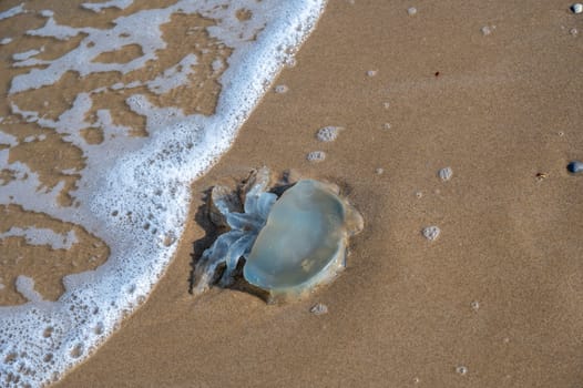 A jellyfish washed up on the sandy shore in the north of the Netherlands