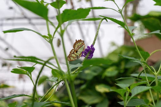 Malachite butterfly (Siproeta stelenes) on a purple flower in green nature