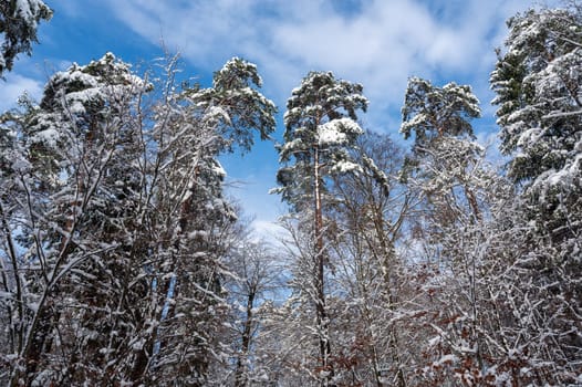 Snow covered trees in a forest with blue sky in winter time