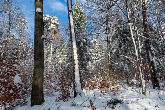 Snow covered trees in a forest with blue sky in winter time