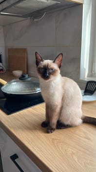 Cute kitten siamese cat at home. Pet concept.