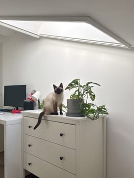 Curious funny siamese cat at home. Pet and relaxation, comfort and cozy concept.