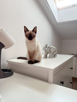 Cute kitten siamese cat at home. Pet concept.