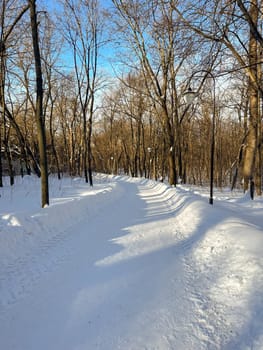 Snow covered park road with snow covered bare trees, after a snowfall. Winter in urban city parkland. Winter season and north cold country concept.