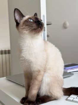 Cute kitten siamese cat at home. Pet concept.