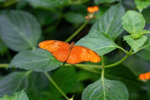 Dryas iulia butterfly on a plant in green nature