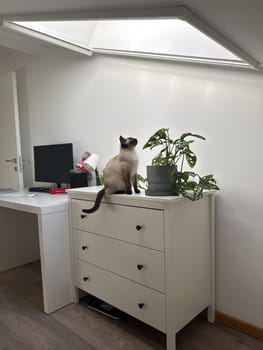 Curious funny siamese cat at home. Pet and relaxation, comfort and cozy concept.