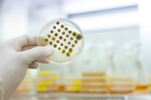 Scientist growing bacteria in petri dishes on agar gel as a part of scientific experiment. Corona virus pandemic concept. Development of virus treatment drug.