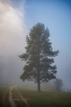 A tranquil scene of a lone tree standing in a foggy landscape, with a winding path and a calming blue sky. Perfect for concepts of solitude and peace.