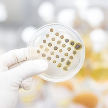 Scientist growing bacteria in petri dishes on agar gel as a part of scientific experiment. Corona virus pandemic concept. Development of virus treatment drug.